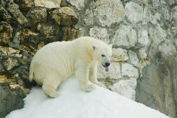 teddy bear on a pile of snow