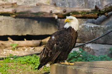 white eagle on a stone