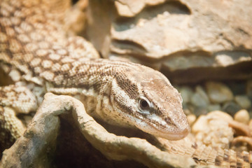 small lizard between rocks