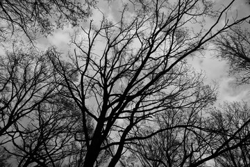 branches against sky with clouds black and white