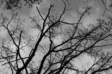 branch of tree against the sky with clouds