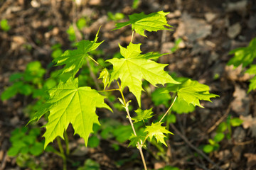 green leaves of maple in sunny weather