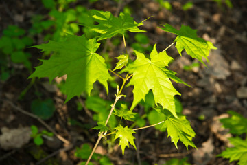 Fototapeta premium leaves of maple in sunny weather