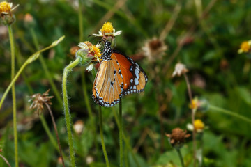 Close up monarch  butterfly on  flowers beautiful