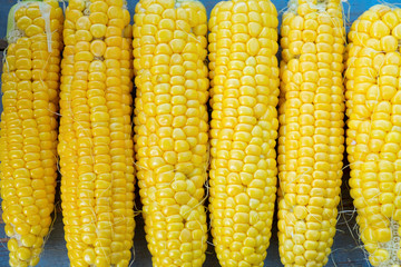 Fresh corn on cobs on rustic wooden table