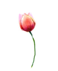 Obraz premium Watercolor painting pink, red tulip flower on white paper background. Hand Painted still life of a single flower isolate on white background