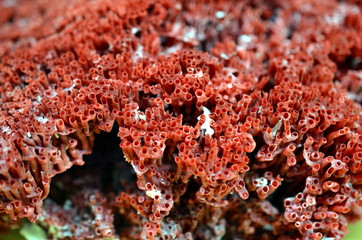 Close up of red coral fossil texture background