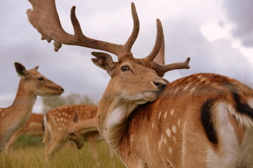 Juckreiz, Damhirsch kratzt sich