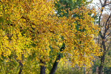 Fototapeta premium Early autumn in the park