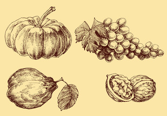 Fruits vector set hand drawn