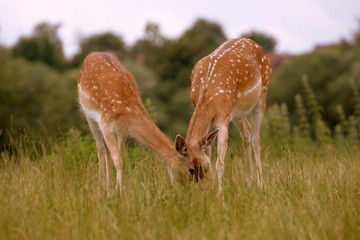 jung und alt, Damwild,Mutter und Jungtier äsen gemeinsam