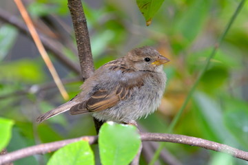Moineau, oiseau