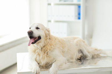 close up of golden retriever dog at vet clinic