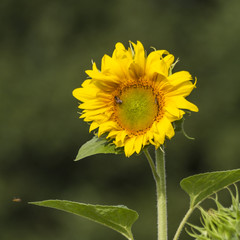 Sonnenblumen