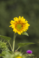 Sonnenblumen
