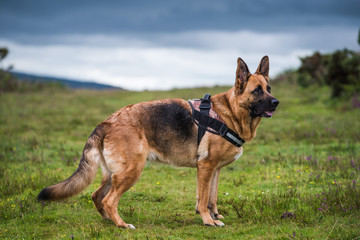 german shepherd dog pose
