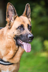 german shepherd close view on face