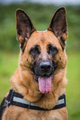 german shepherd close view on face