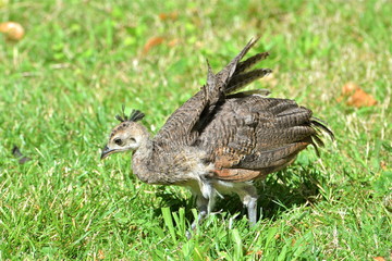 Bébé paon, juvénile