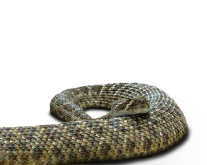 the rattlesnake, close-up