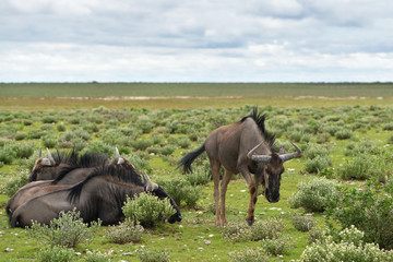 Blue wildebeest antelopes, Africa