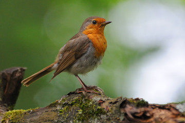 Perching European Robin at tree trunk