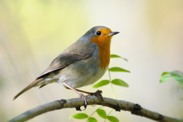 Perching Robin in spring