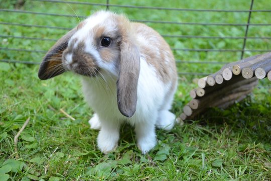 Zwergkaninchen auf der Wiese - Zwergwidder 