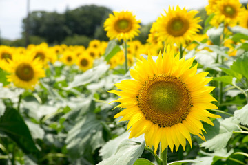 Obraz premium ひまわり畑