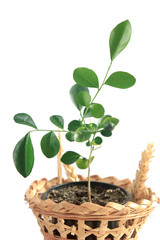 Murraya paniculata in straw flowerpot on white background, isola