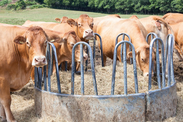 Limousin beef cows eating hay at a cattle feeder in a hot dry summer pasture © gozzoli
