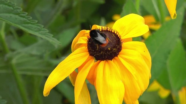Video shows a bumblebee on a flower. Close-up. Background