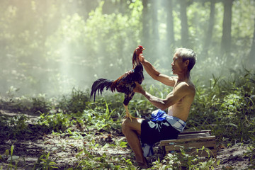 Man cleaning Thai gamecock. FitnessThai gamecock.
