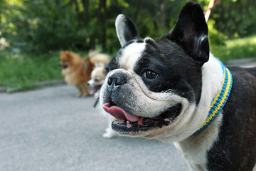 Cute bulldog walking in park
