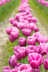 Obraz premium Rows of pink tulips in a muddy field 
