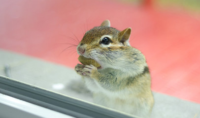 A cute and endearing Eastern chipmunk eats peanuts while peering through a window from outside. 