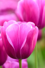 Portrait of a pink tulip against a field of pink tulips
