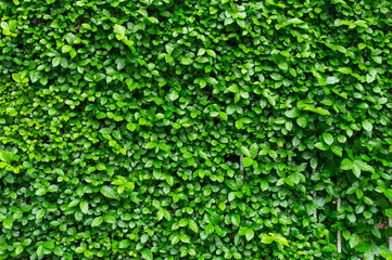 Obraz premium there are the plant pattern. It is good background.