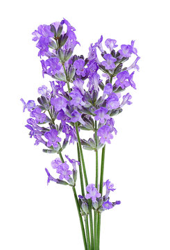 Fototapeta Lavender flowers on light background