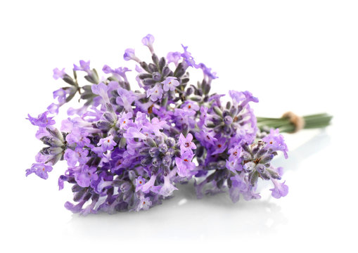 Fototapeta Bouquet of lavender flowers on light background