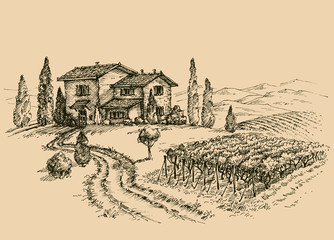 Vineyard drawing. Traditional farm sketch