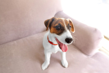 Cute small dog Jack Russell terrier on couch