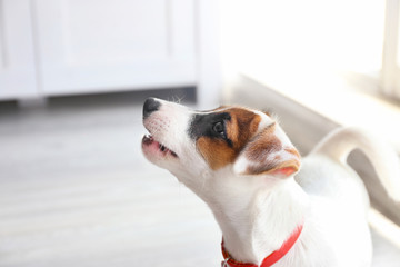 Cute small dog Jack Russell terrier