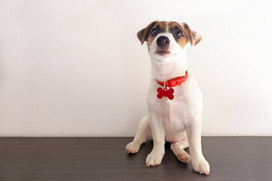 Cute small dog Jack Russell terrier on light background