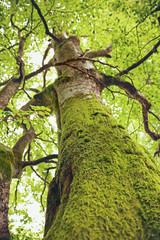 Fototapeta premium Moss on tree, closeup