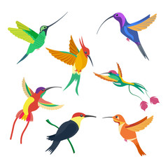 small bird hummingbird set vector illustration isolated on white background