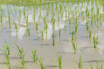 Planting Rice field