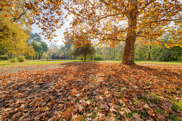 Colorful autumn in the park