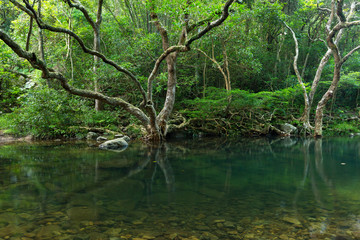 Obraz premium Forest and pond