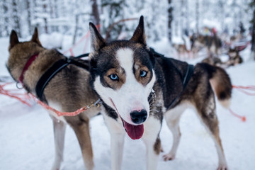Huskies at Levi, Finnish Lapland, Finland